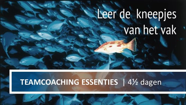 teamcoach worden in complete opleiding